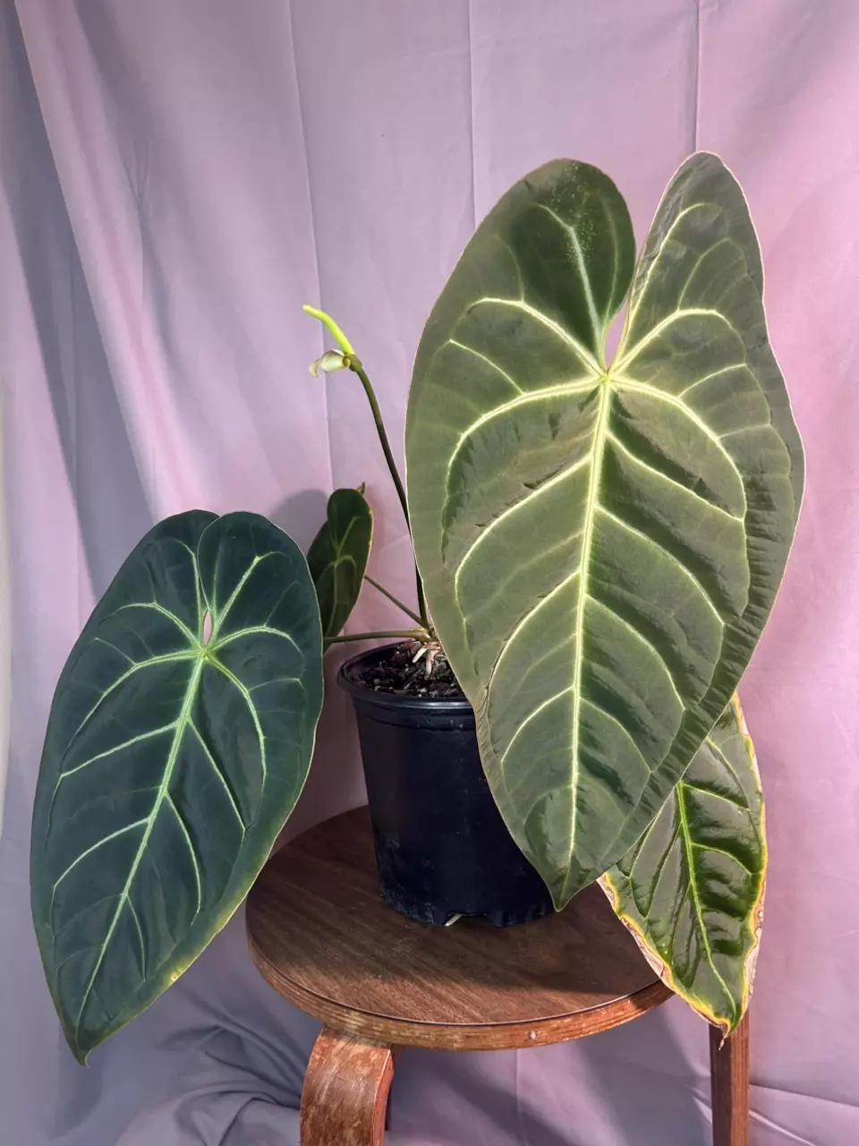 Anthurium ((Crystal x Mag) x Subsignatum x Bessae Aff) thumbnail