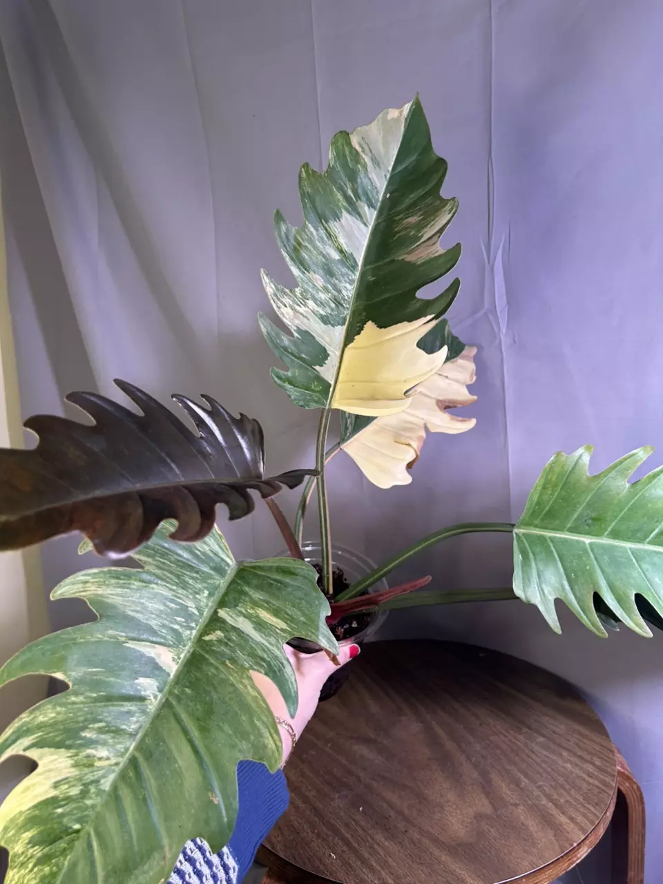 Philodendron Caramel Marble thumbnail