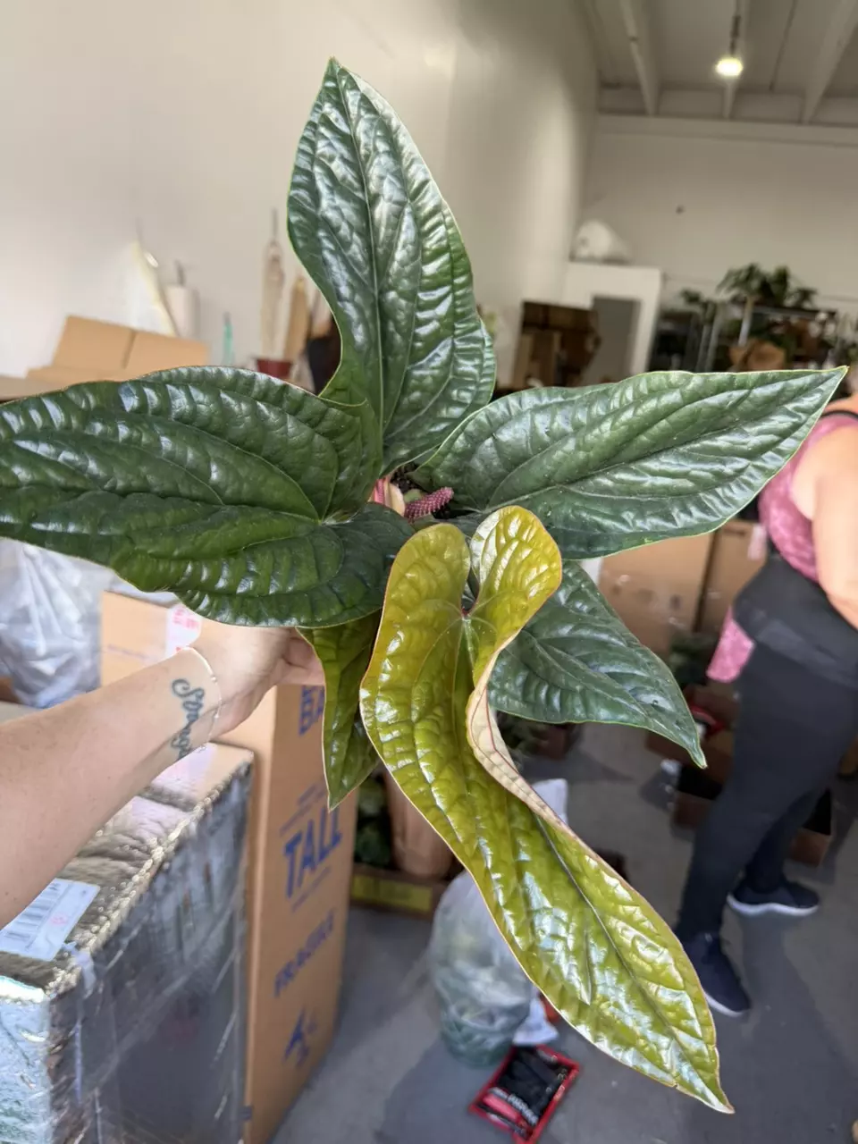 Rad x lux 6” thumbnail