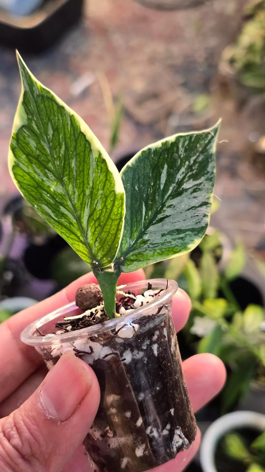 Hoya Polyneura Jasminka thumbnail
