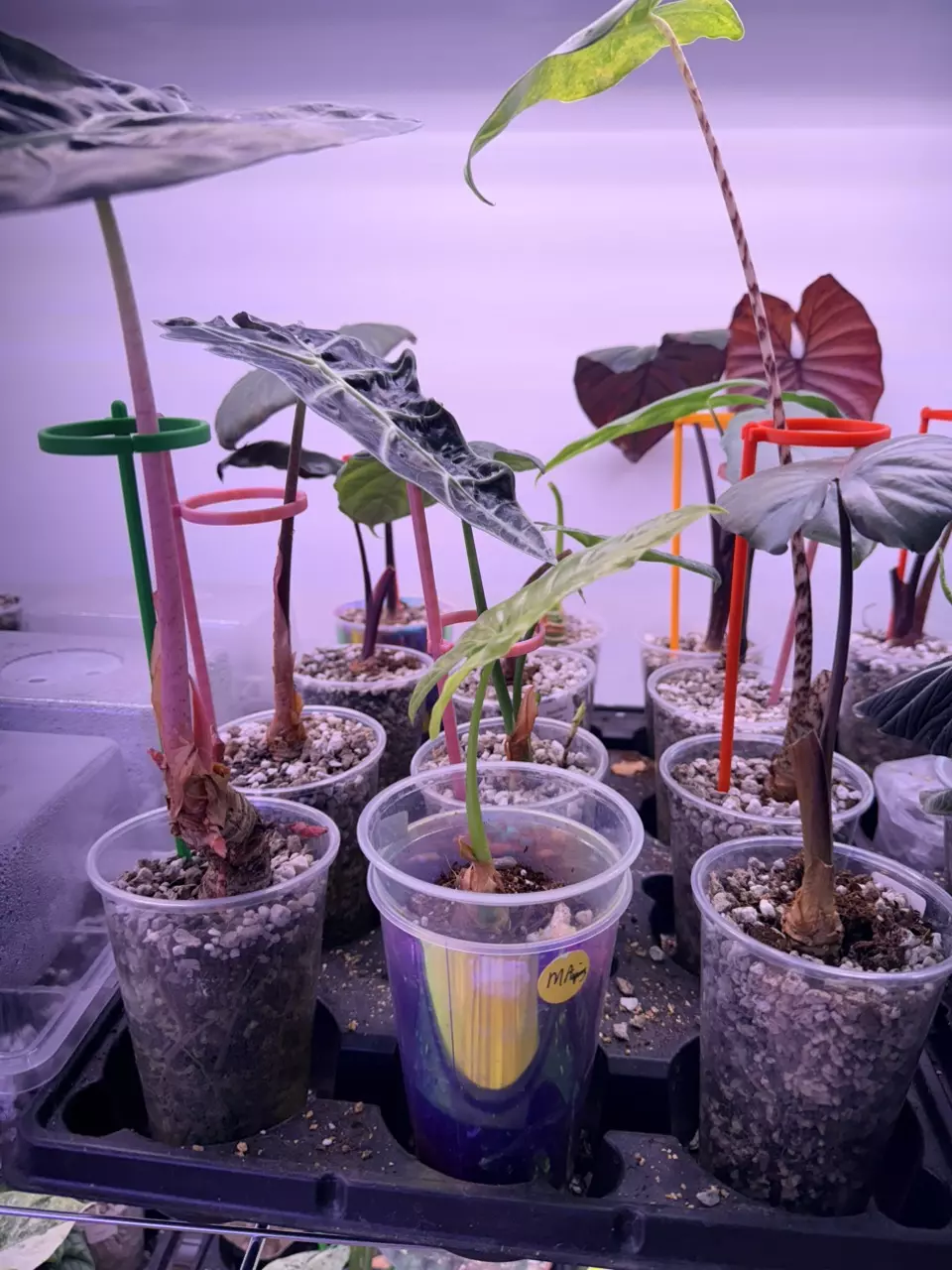 plant/plant stakes set of 10-1