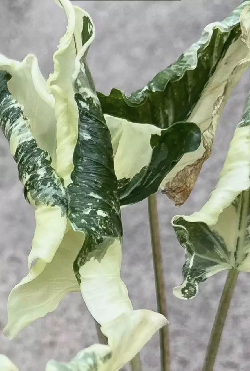 Crinkle Albo Corm thumbnail