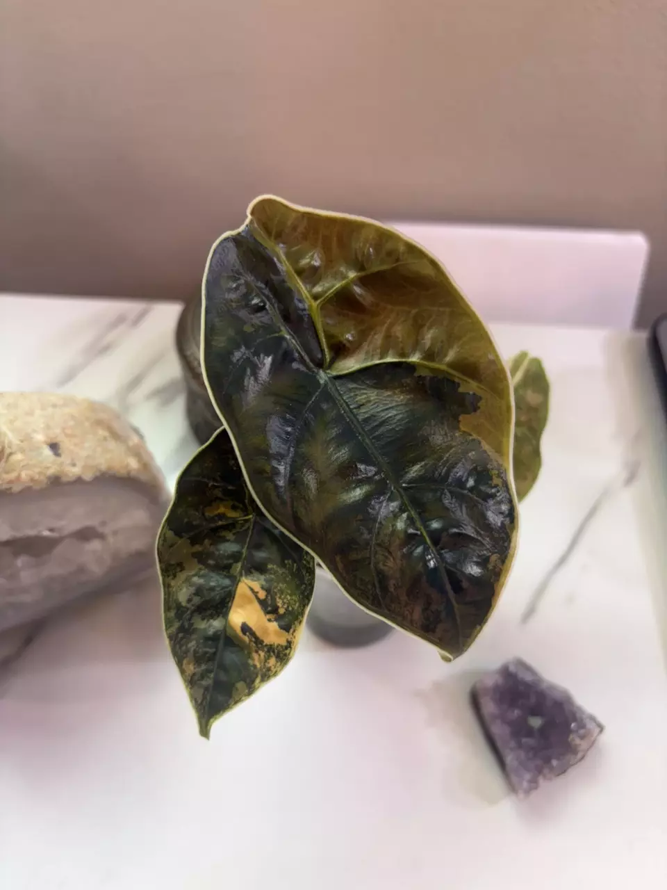 ✨Alocasia Azlanii Aurea✨ thumbnail