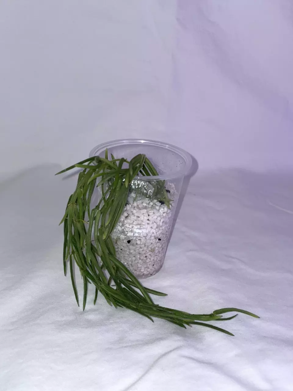 Hoya Linearis Starter thumbnail