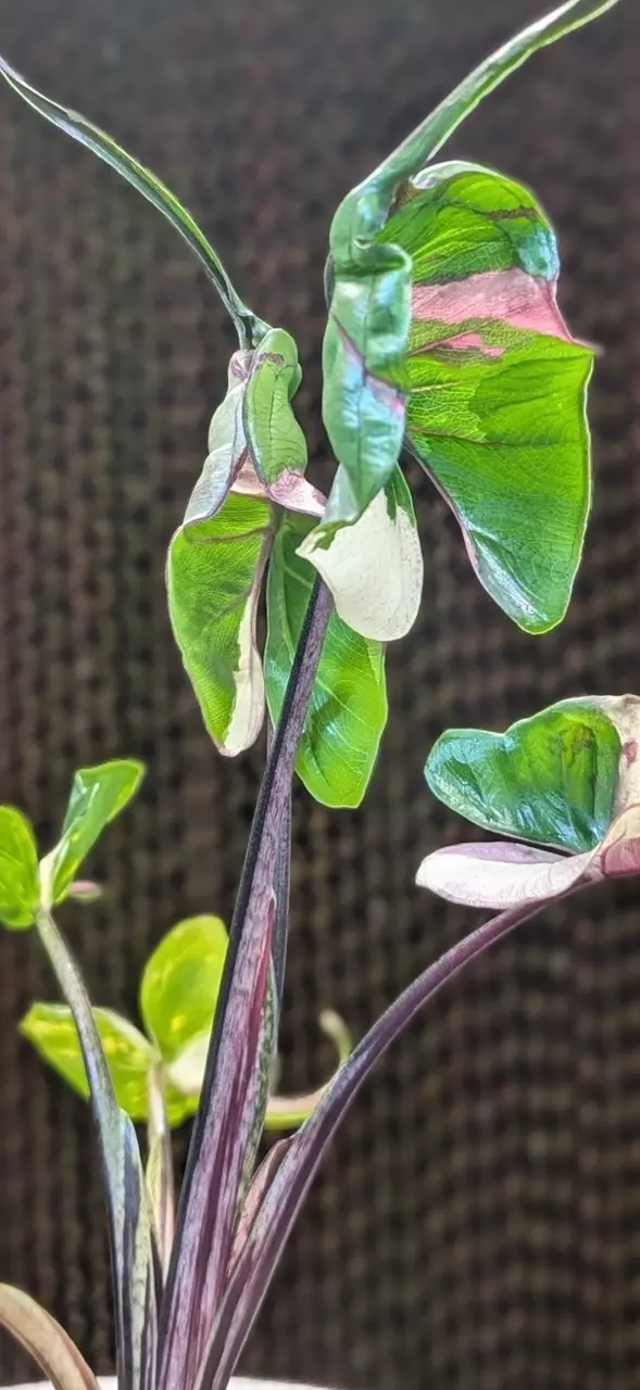 String-ray Albo Pink Tri Color Corm thumbnail