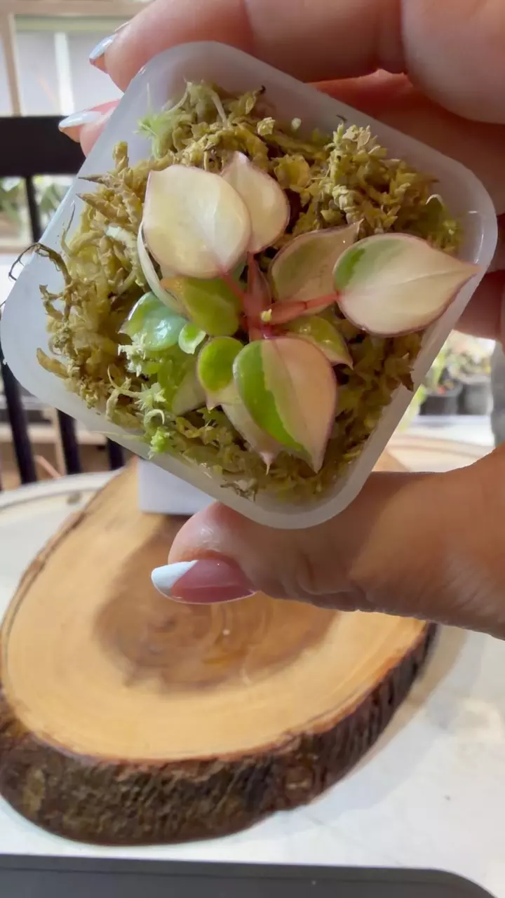 plant/Variegated Billie-1