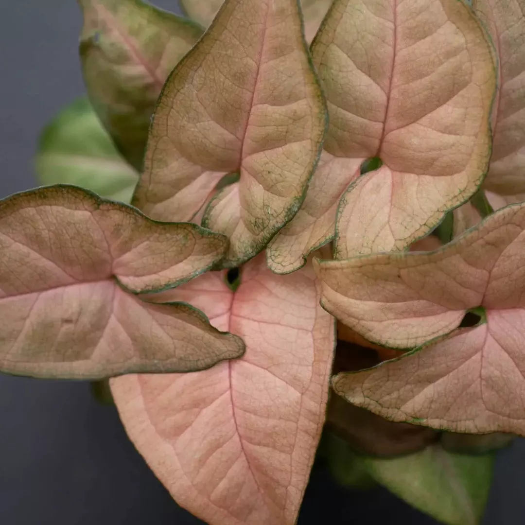 Pink Syngonium ‘Regina Red’ -4” pot (Growers Choice) thumbnail