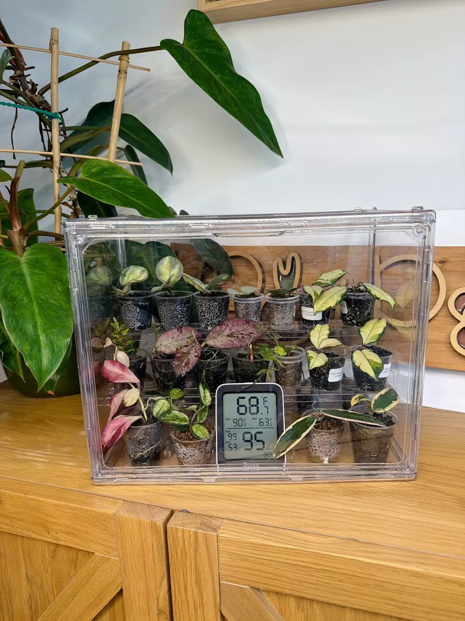 Mini greenhouse M | Acrylic clear plant propogation box | Acclimation station thumbnail