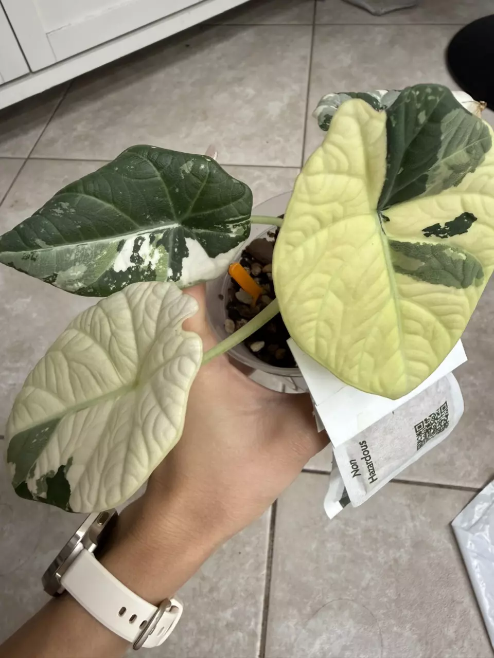 Maharani Albo Corm thumbnail