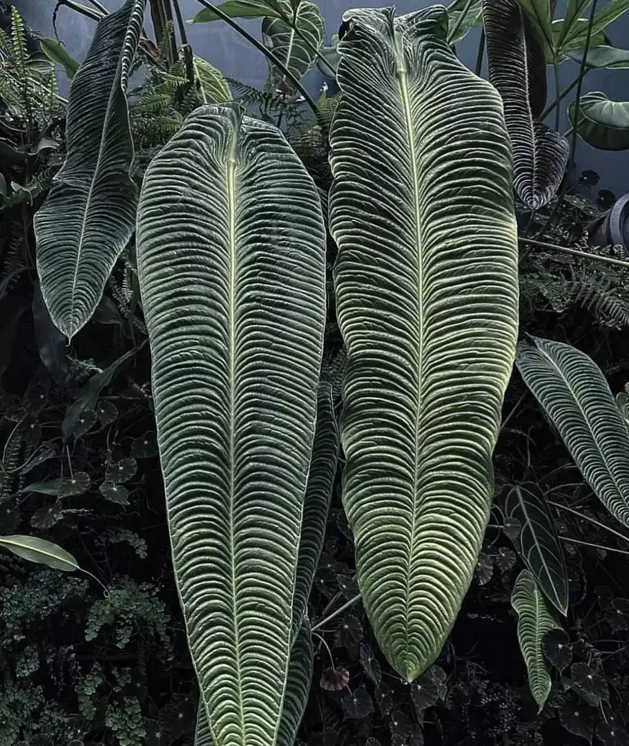 King Anthurium “Veitchii” -4” pot (Growers Choice) thumbnail