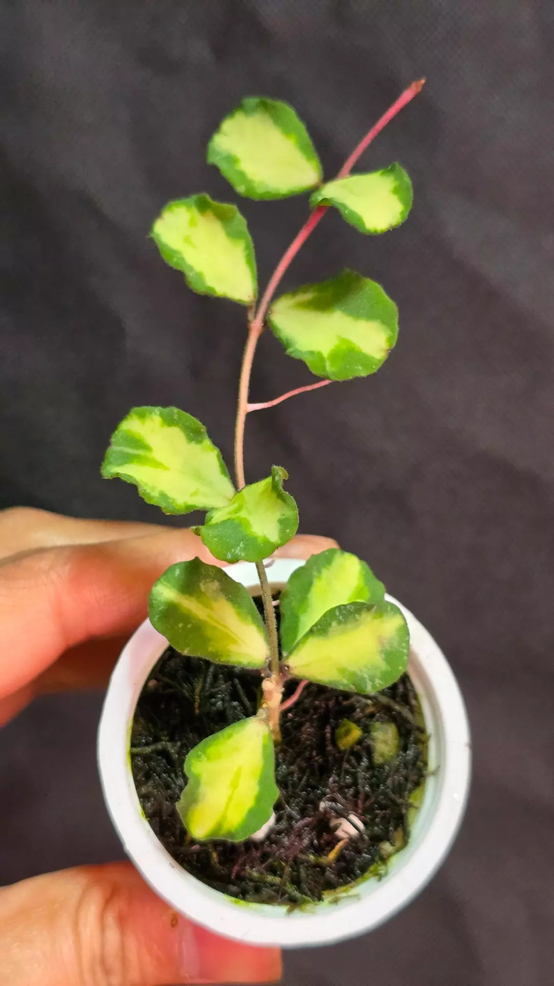 Hoya Kanyakumariana Variegated thumbnail