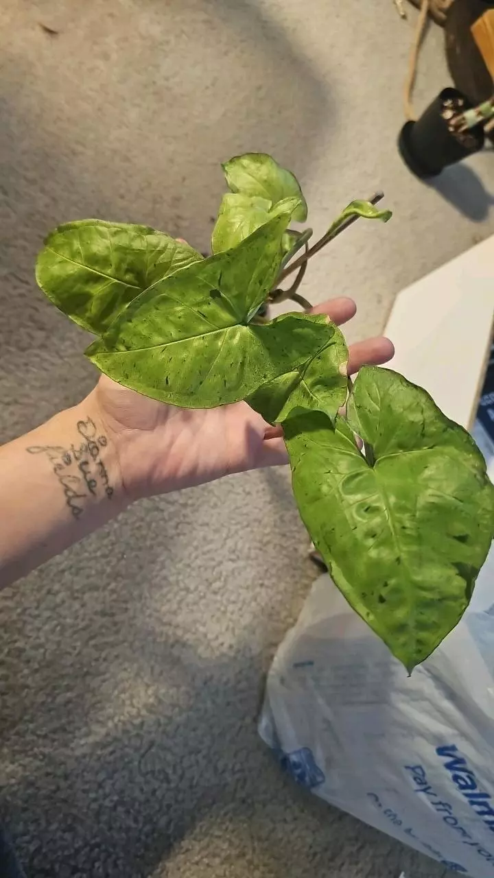 Syngonium Freckles.   #6 thumbnail