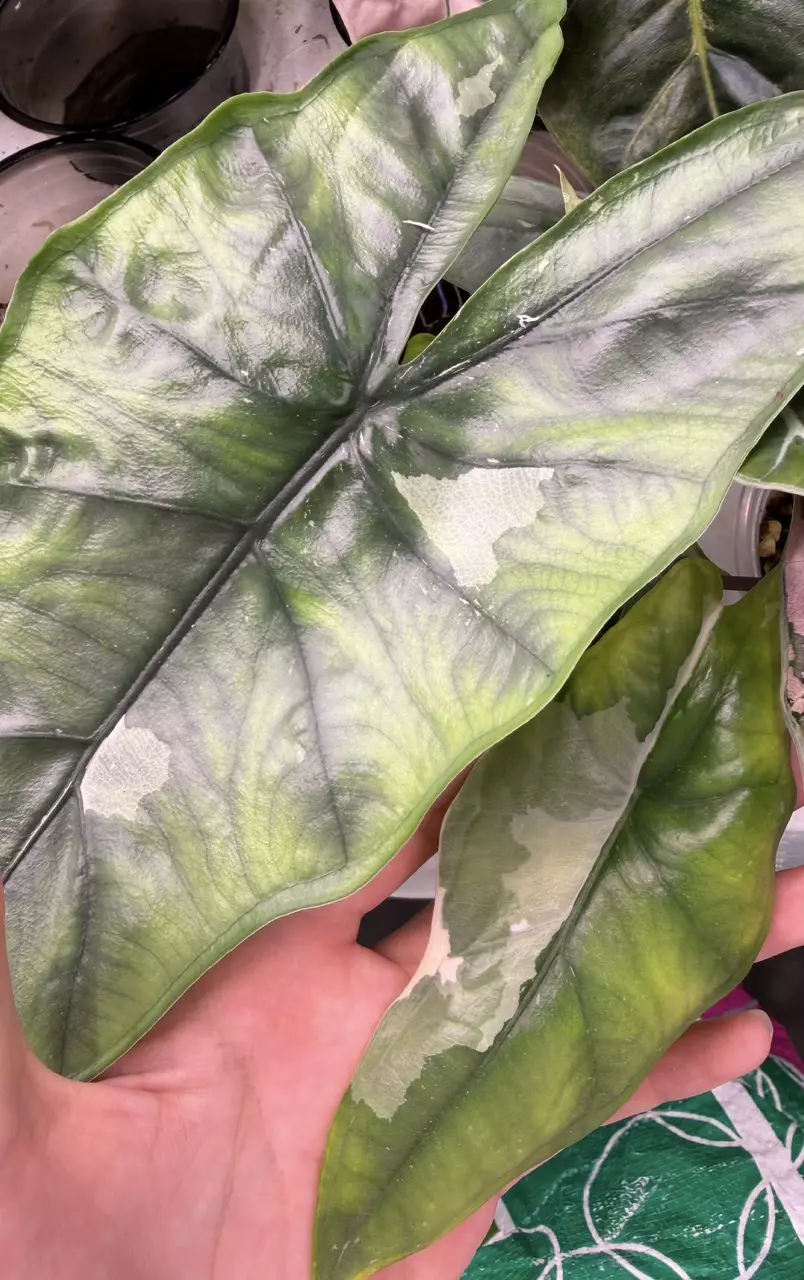 Dragon’s Breath Albo Corm thumbnail