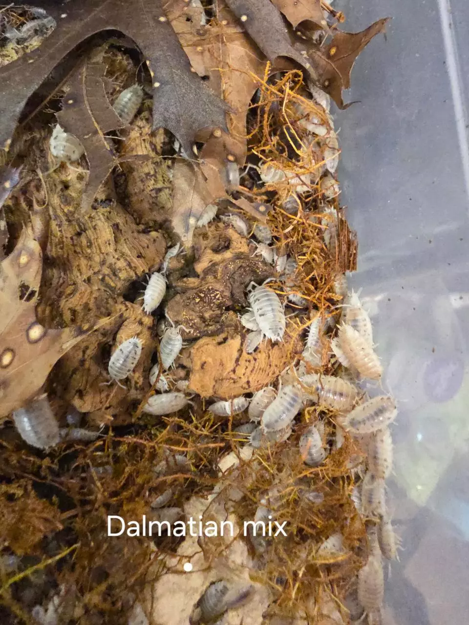 Dalmatian Mix 10 count thumbnail