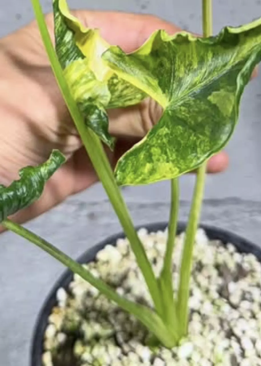 Crinkle Auera Corm thumbnail