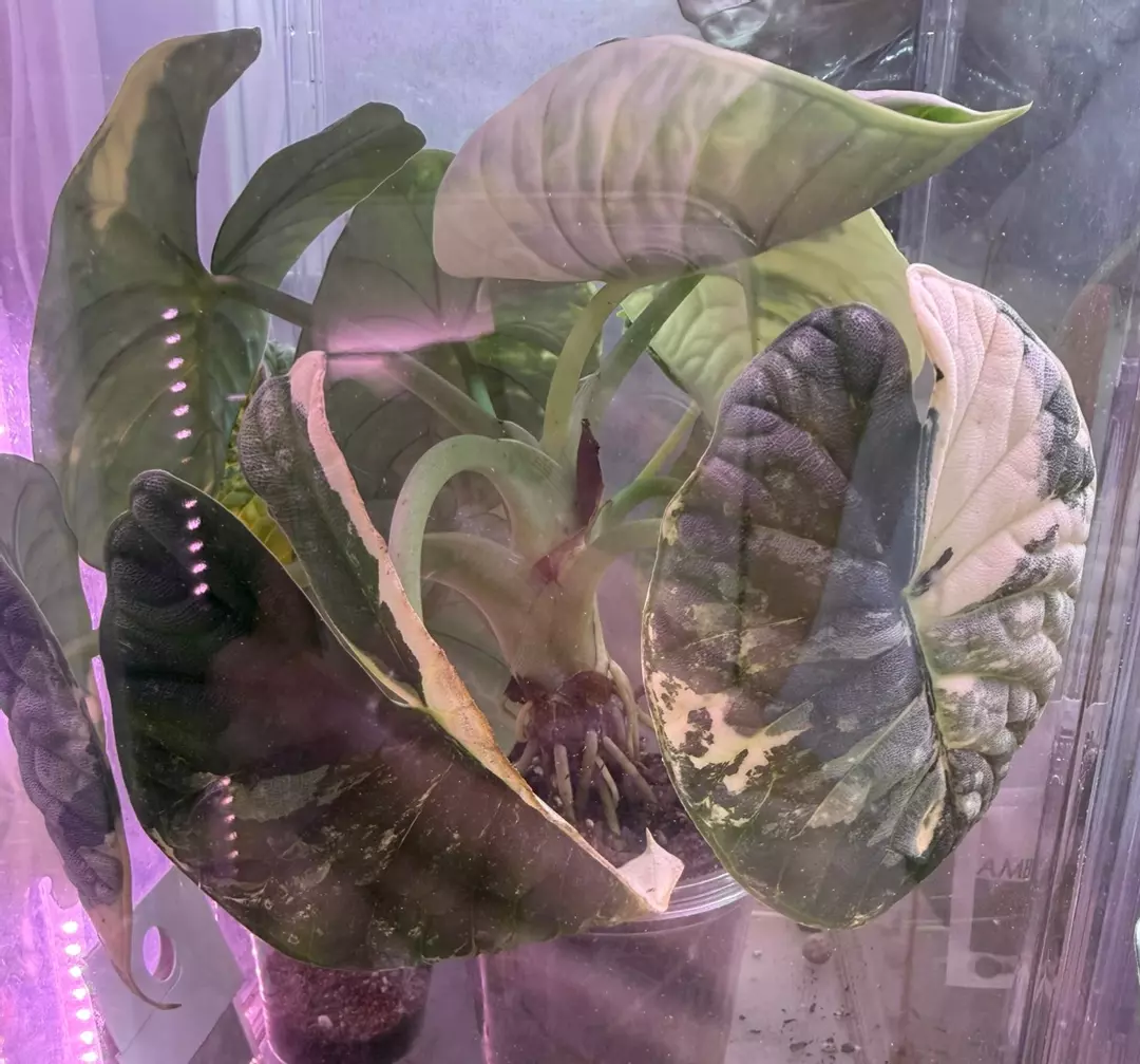 Melo Albo Corm thumbnail