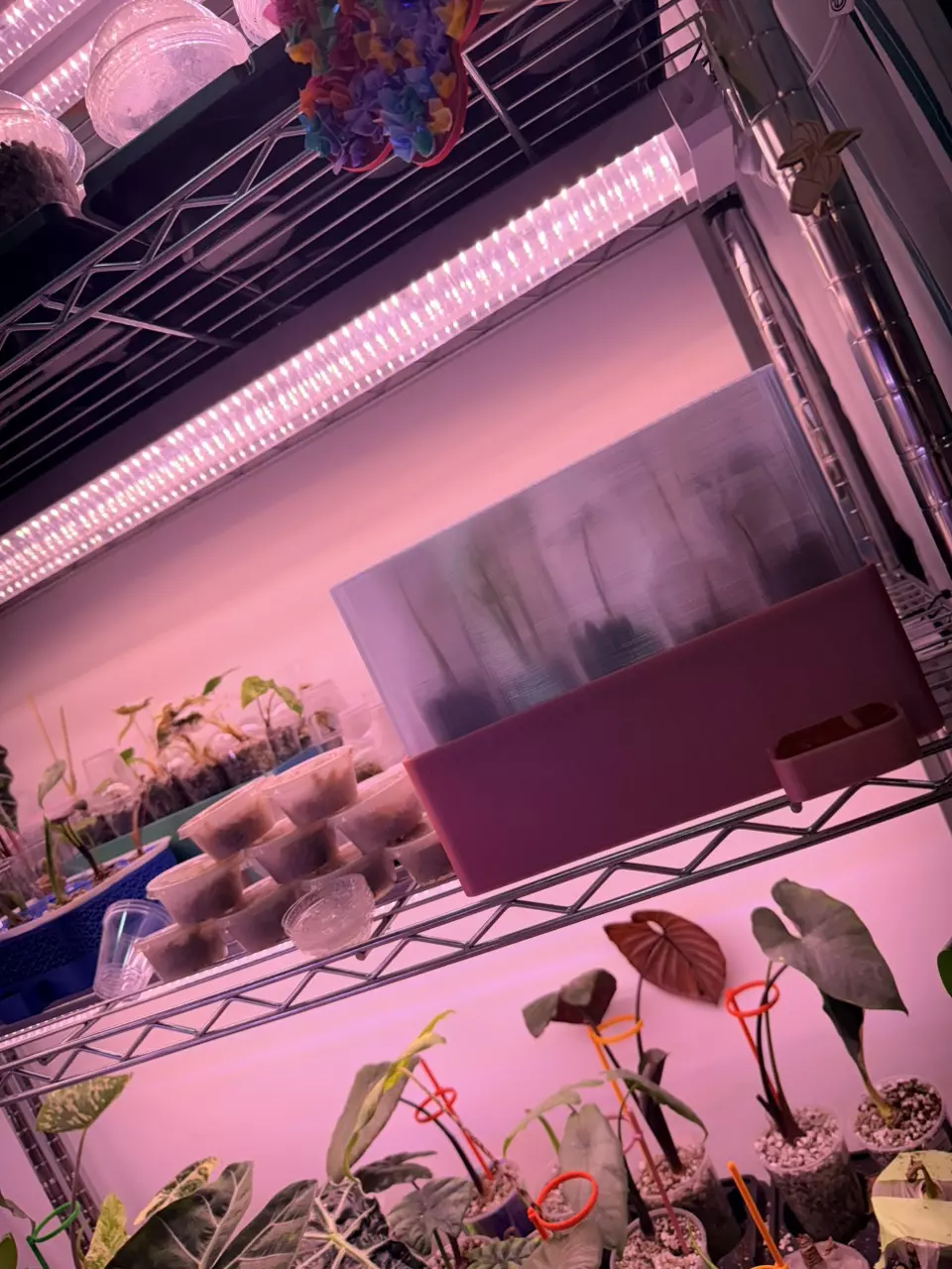 plant/Custom Dome for self watering tray-1