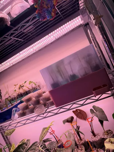 plant/Custom Dome for self watering tray-1-thumbnail