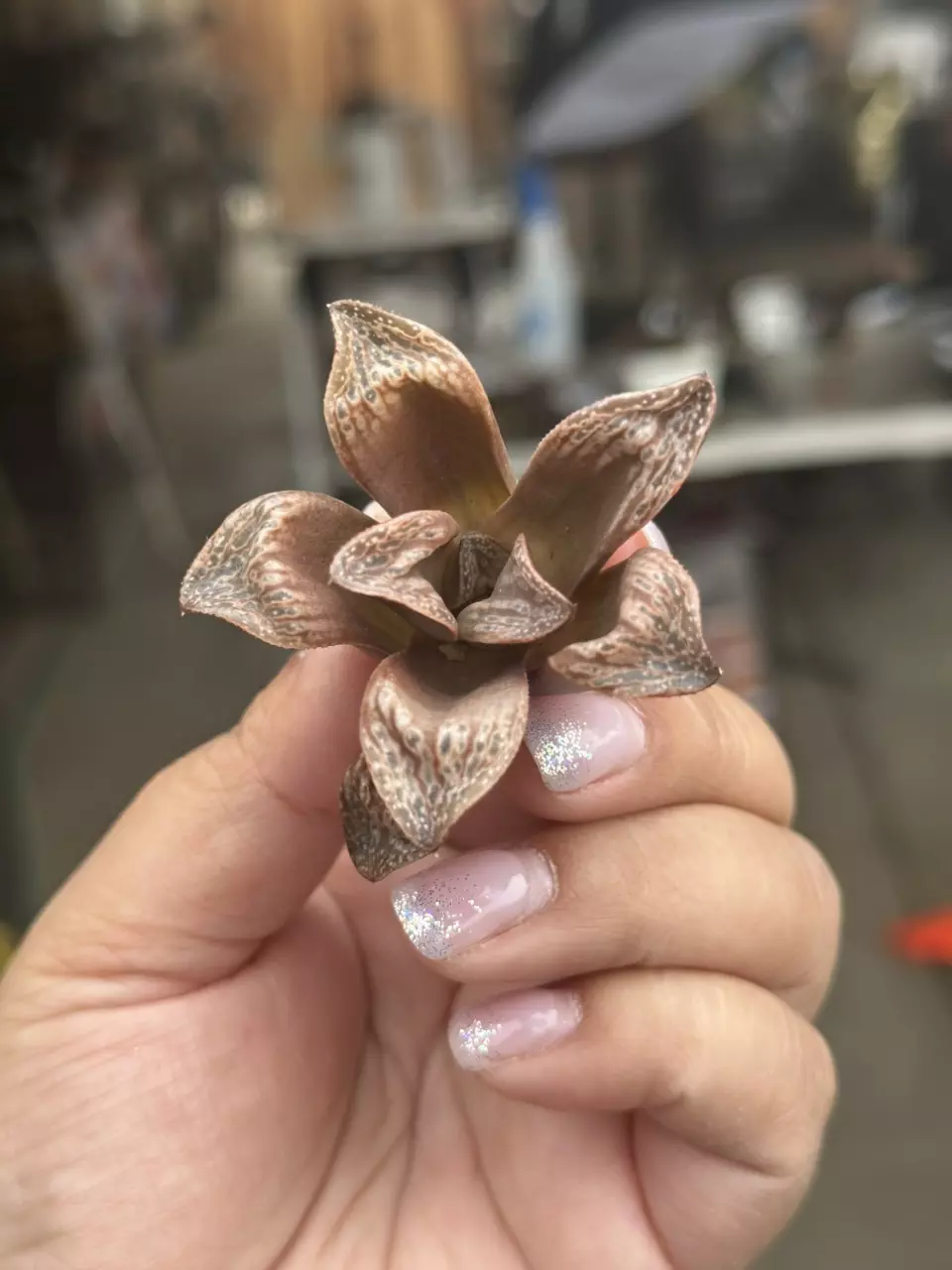 Haworthia Inca Rose thumbnail