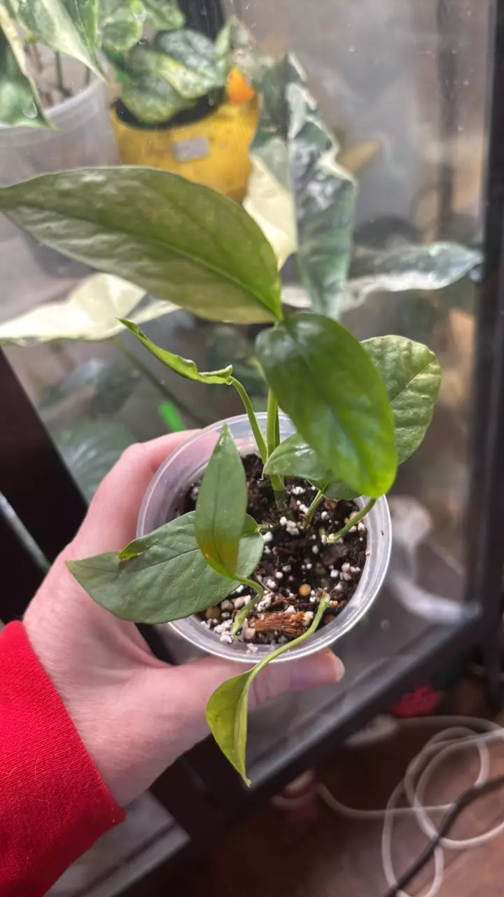 Epi snowstorm thumbnail