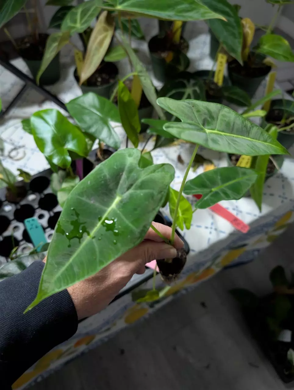 Alocasia Frydek thumbnail