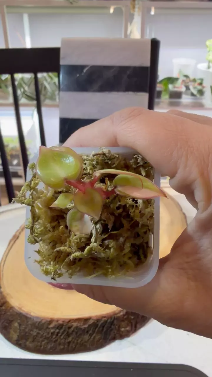 plant/Variegated Billie-1