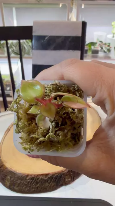 plant/Variegated Billie-1-thumbnail