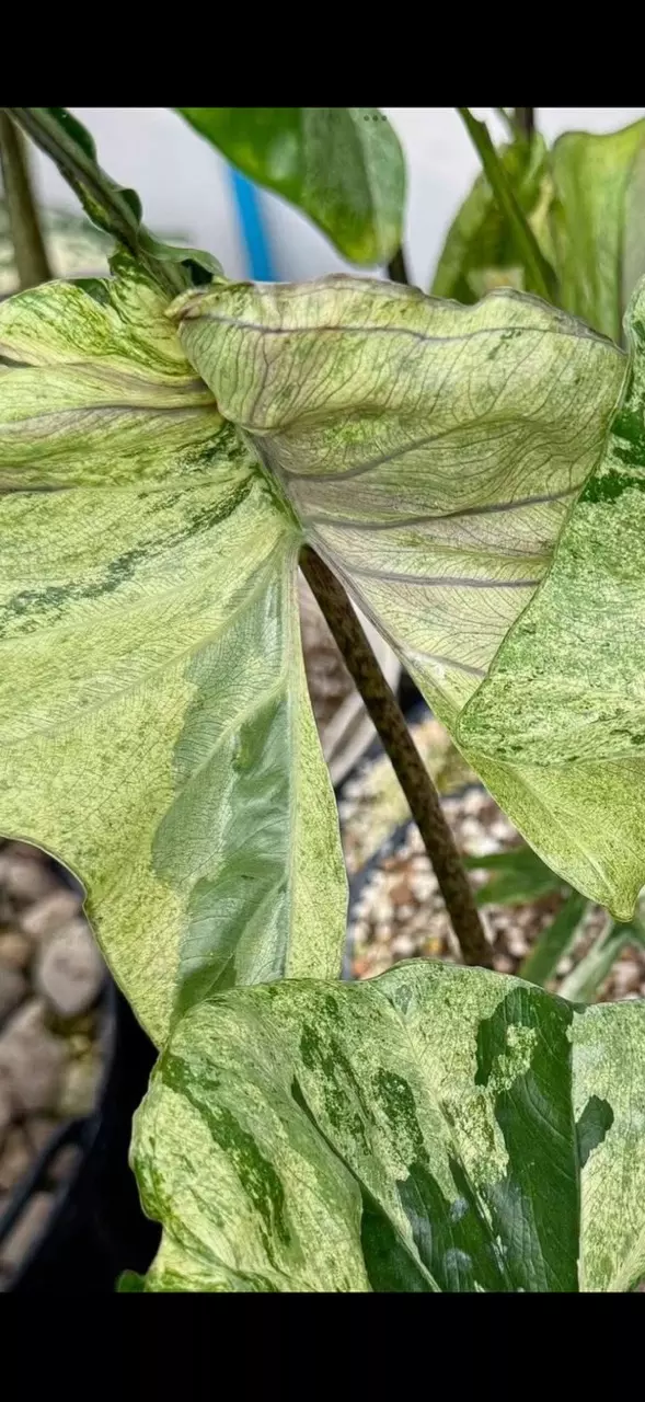 Stingray Mint Corm thumbnail