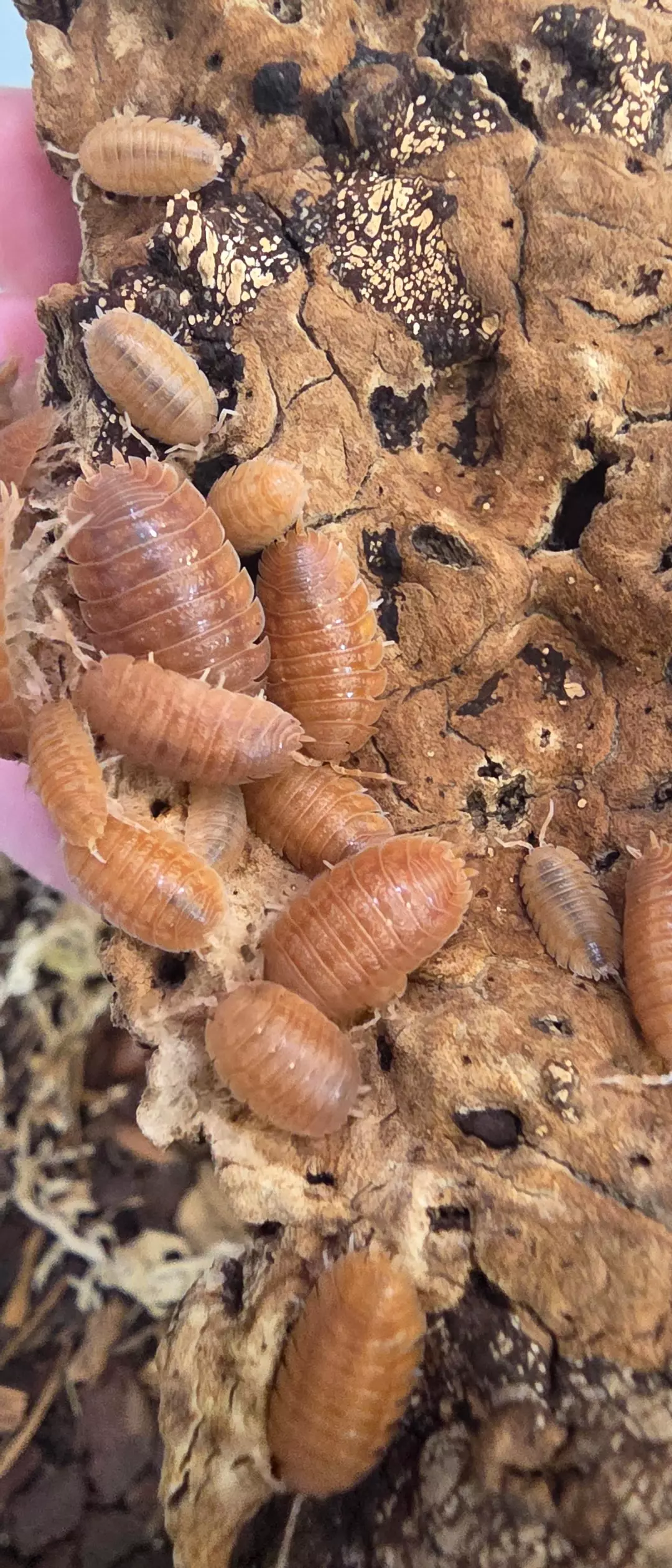 Porcellio Rust Isopod 6 Count thumbnail