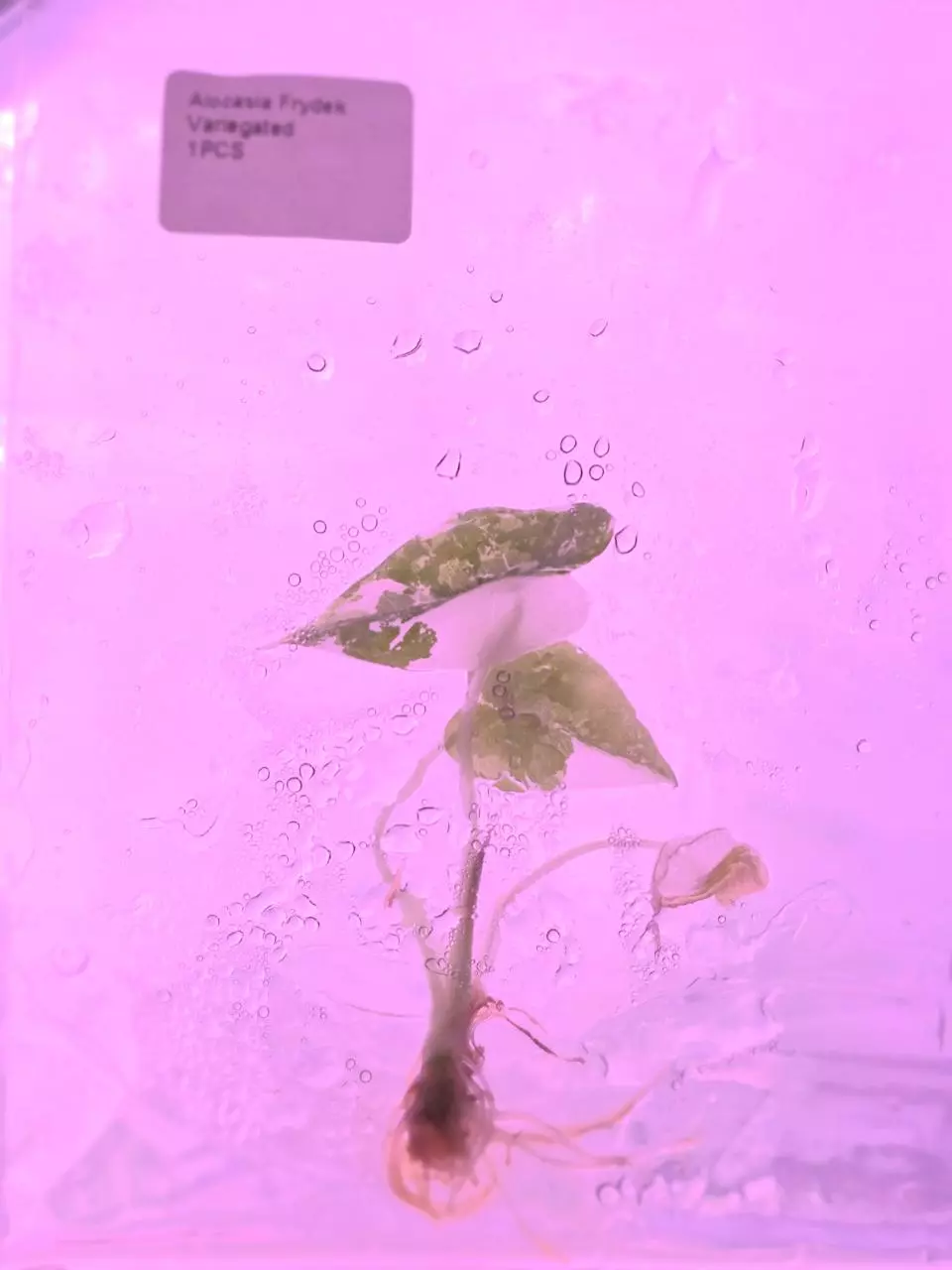 Alocasia Frydek Variegated Tissue Culture Plantlet, house plants, easy care thumbnail