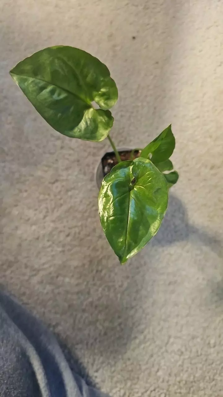 Syngonium T24 thumbnail