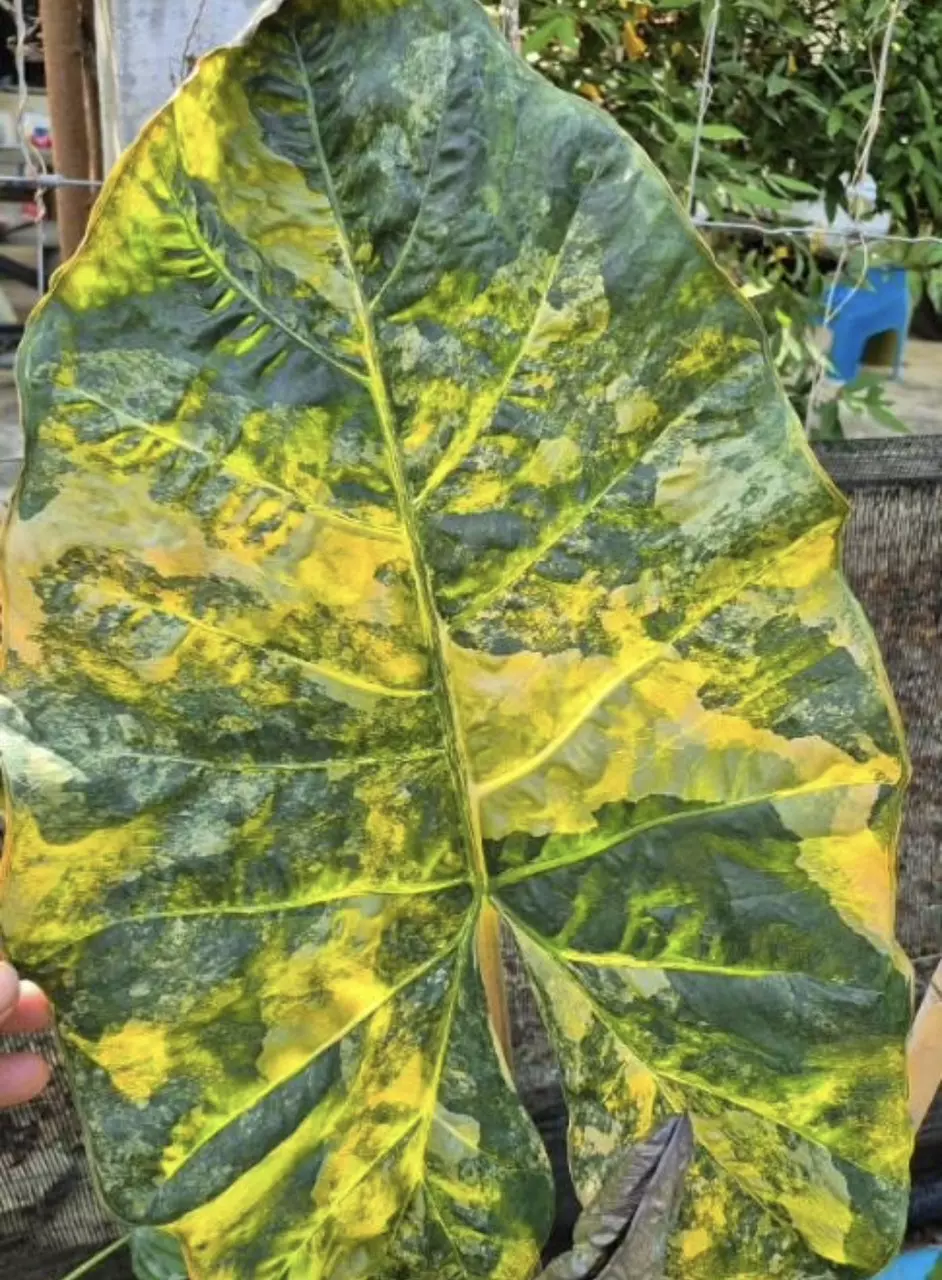 Yucatán Auera Corm thumbnail