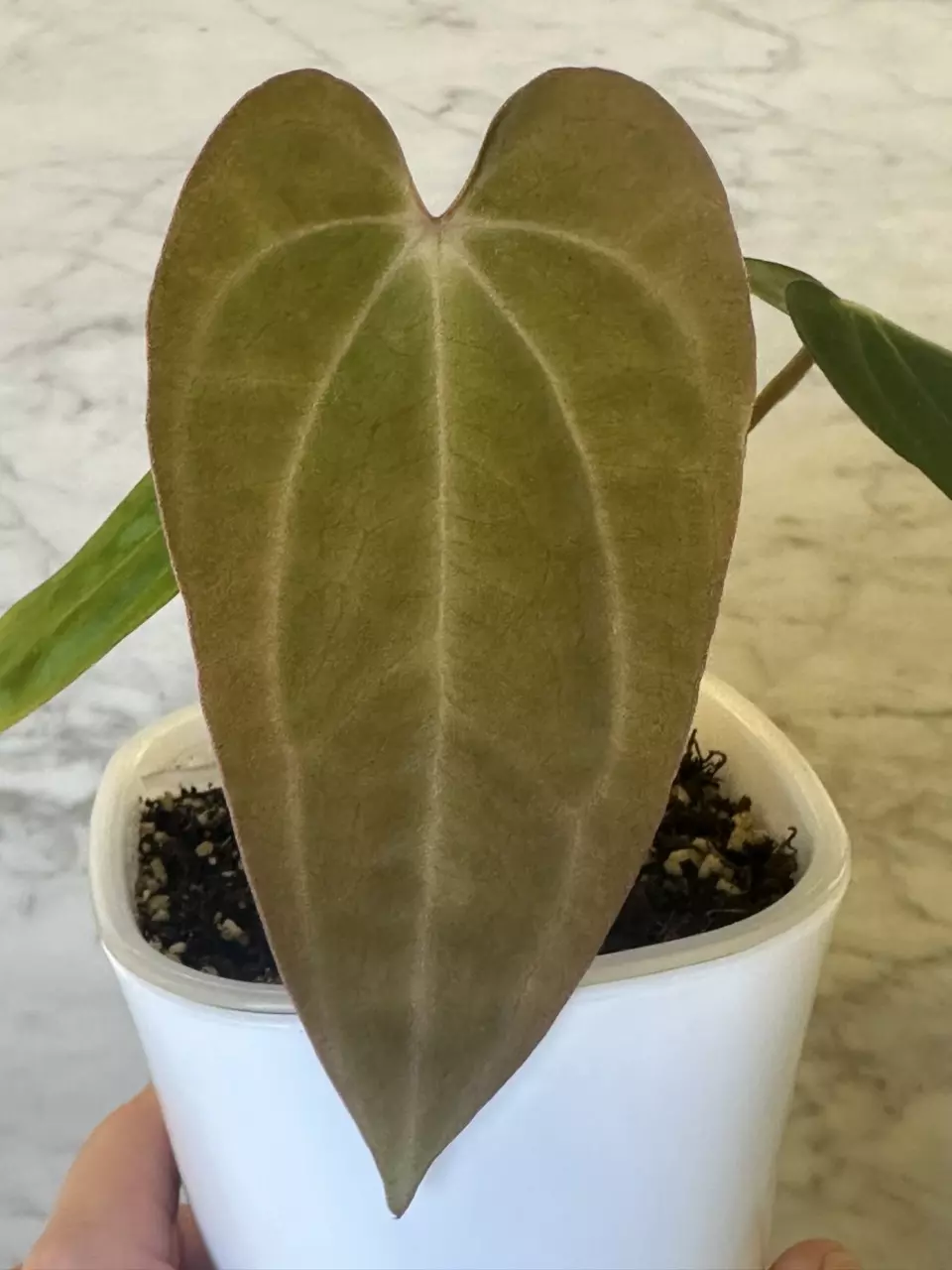 0672 Anthurium Carla Zero x (Variegated Crystal x Black Velvet) thumbnail