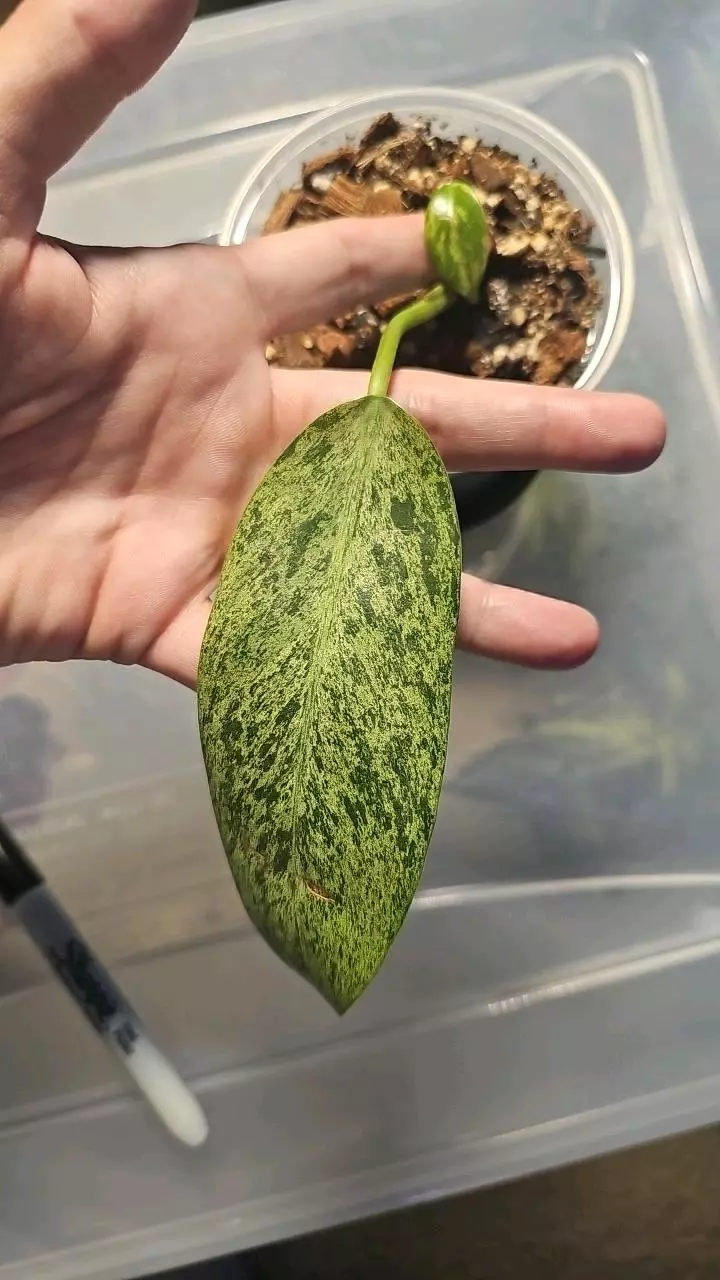 Philodendron Wipple Way thumbnail