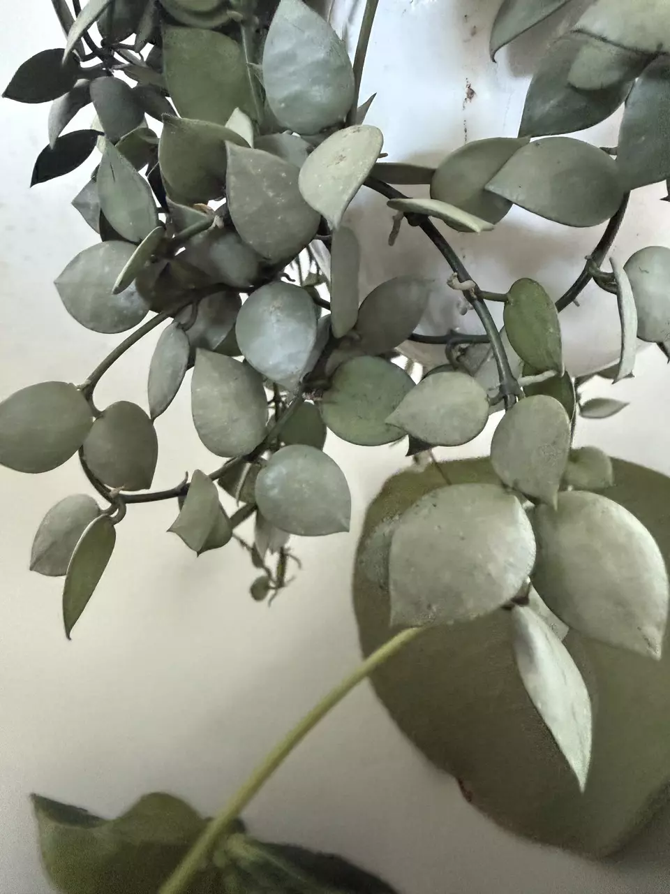 Silvery Hoya Lacunosa thumbnail