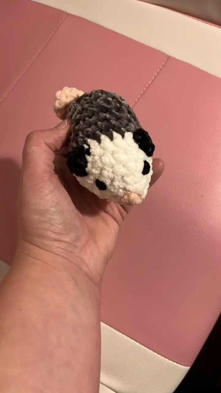 Outgoing opossum thumbnail