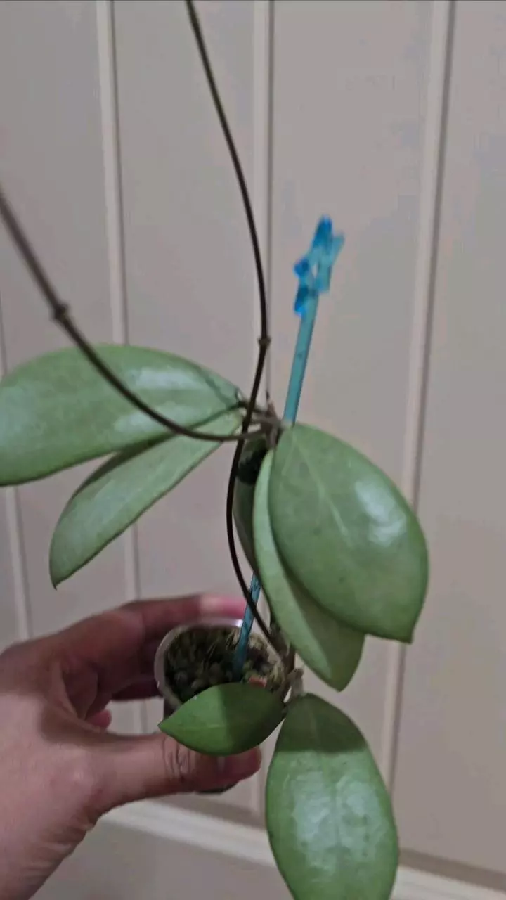 Hoya Erythrostemma Silver thumbnail