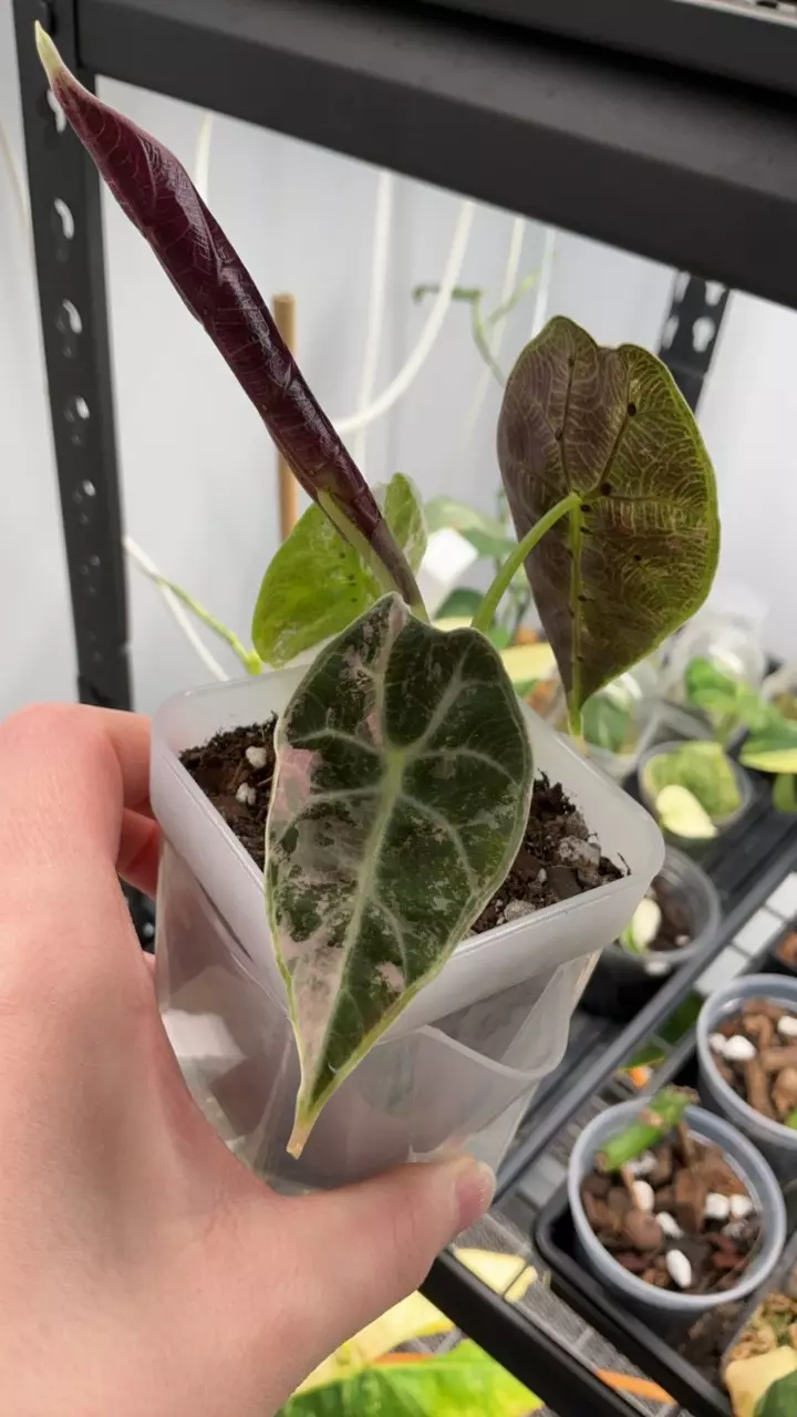 Pink wats #829 thumbnail