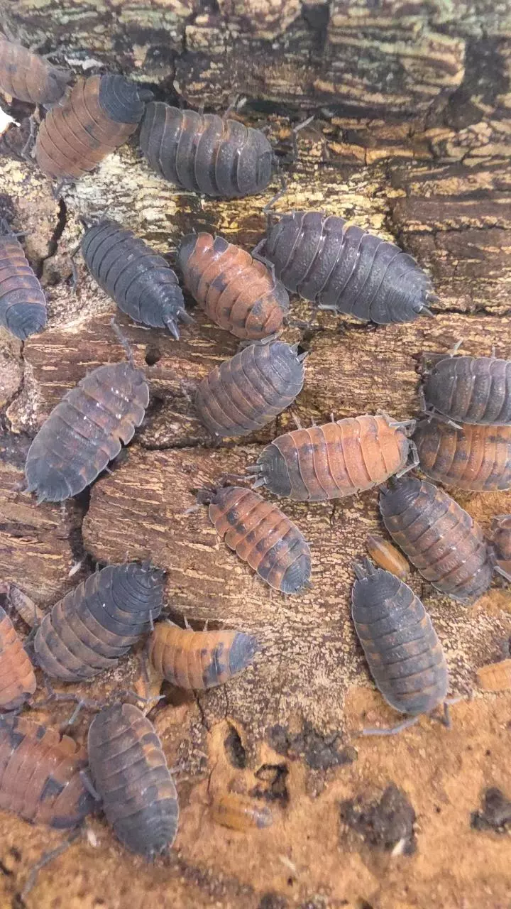 Lava 6 count Porcellio Scaber thumbnail