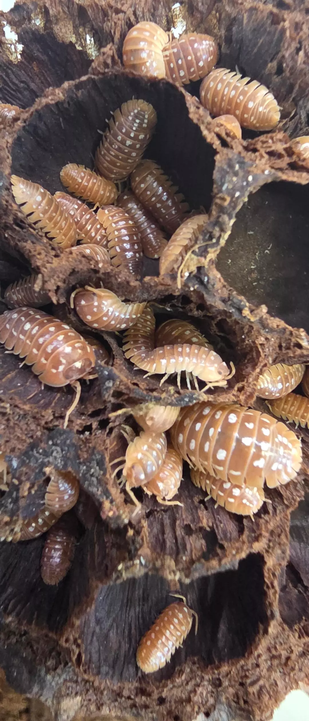 Werneri Orange Isopod 6 count thumbnail