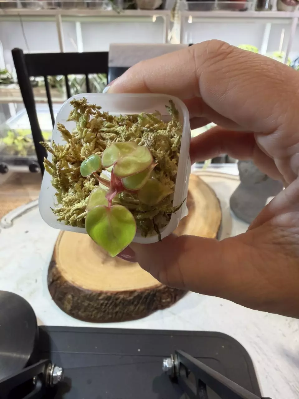 REVERT Var Billie thumbnail