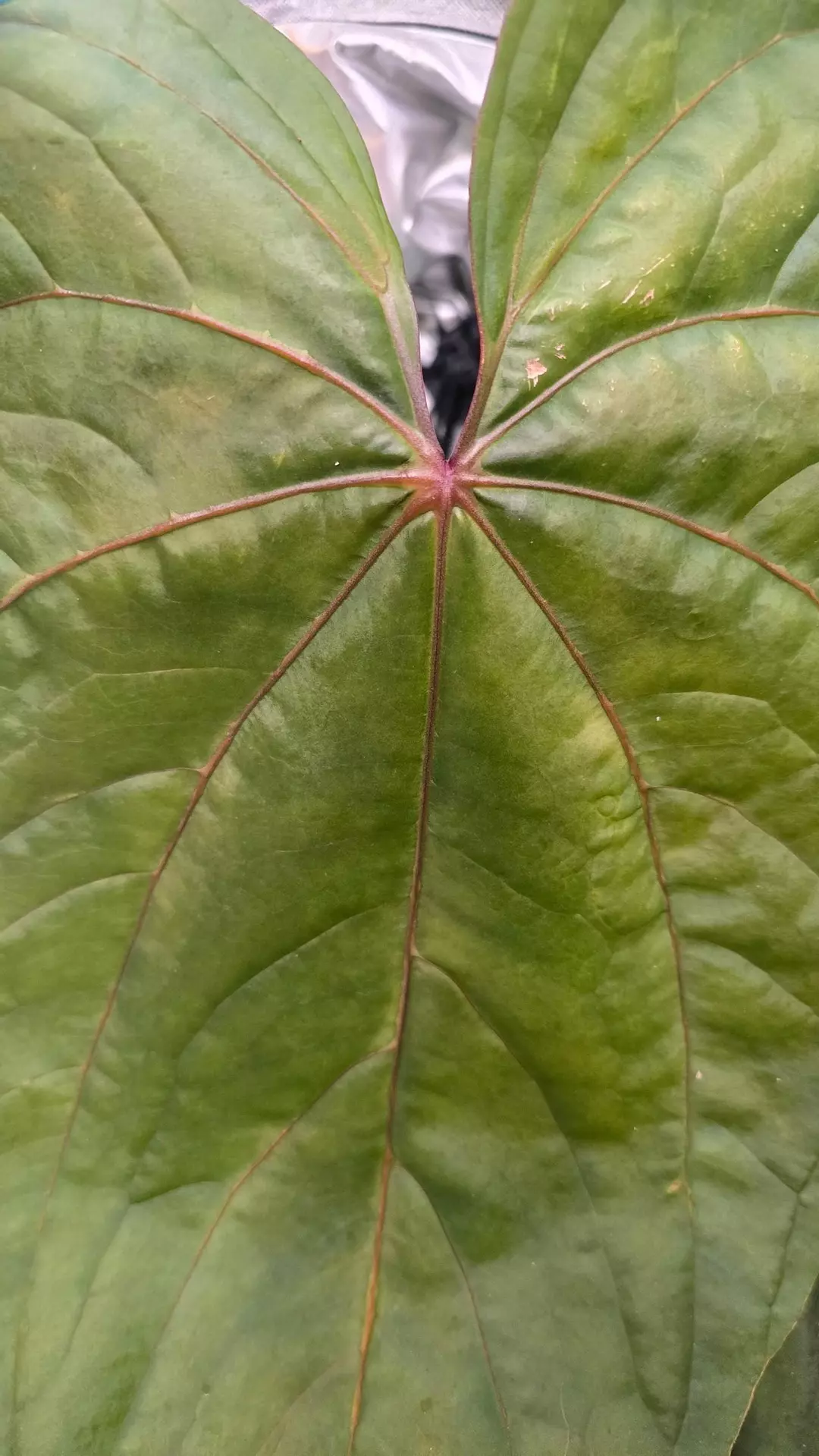 Circus peanuts Butt cut prop with active growth point thumbnail