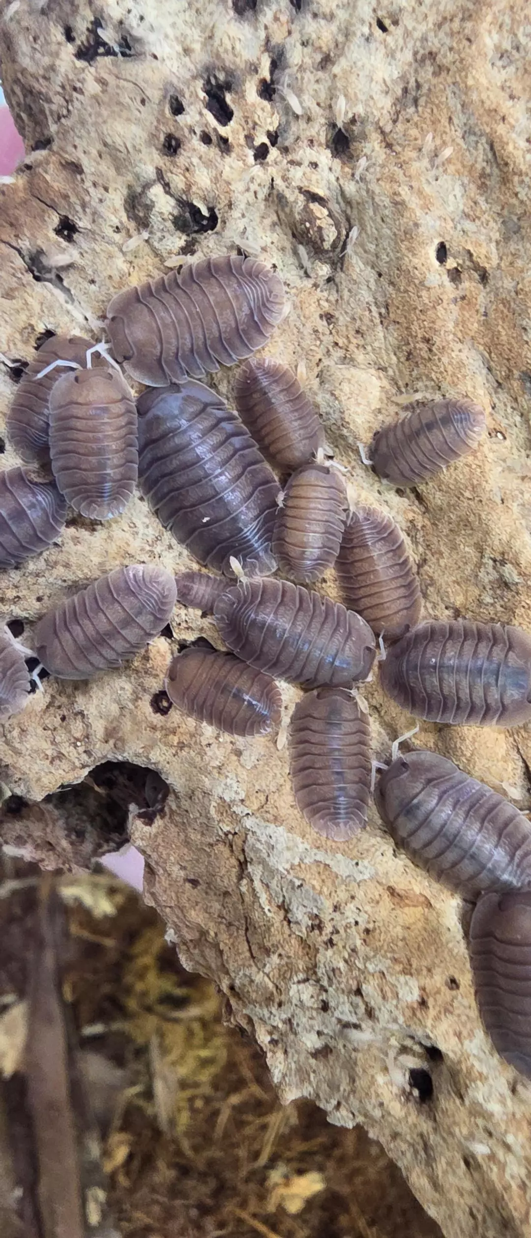 Soil Isopod 6 Count thumbnail