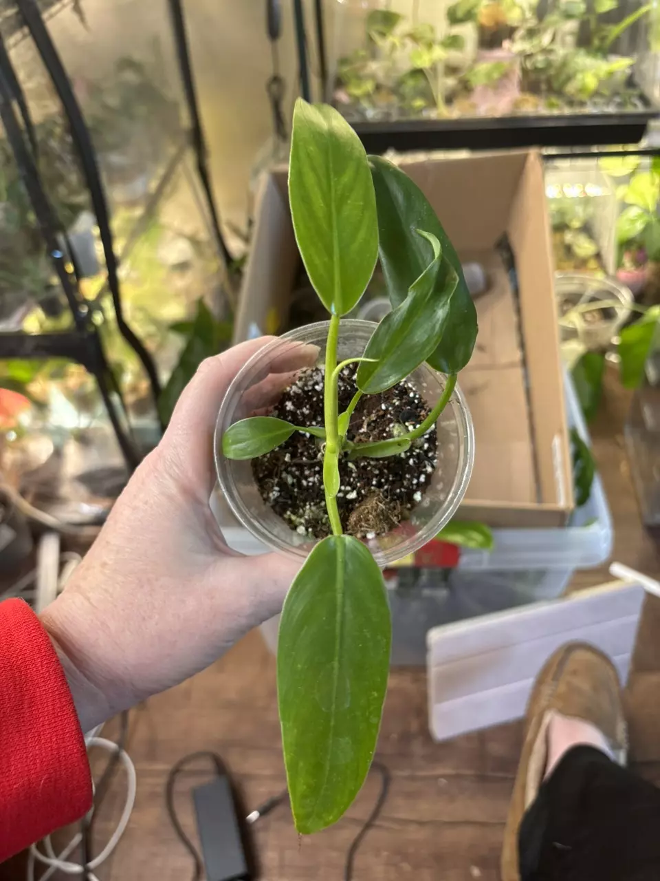 Domesticum…maybe reverted thumbnail