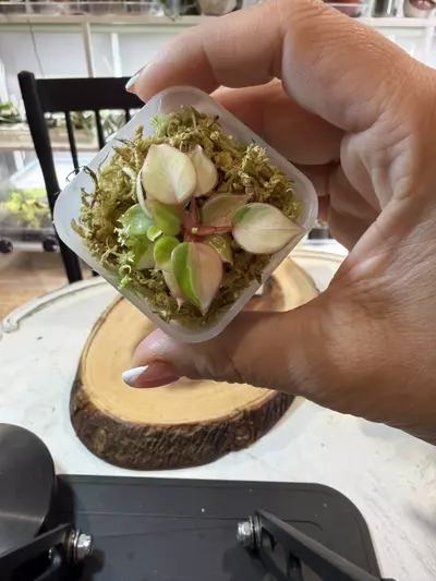 plant/Variegated Billie-0-thumbnail