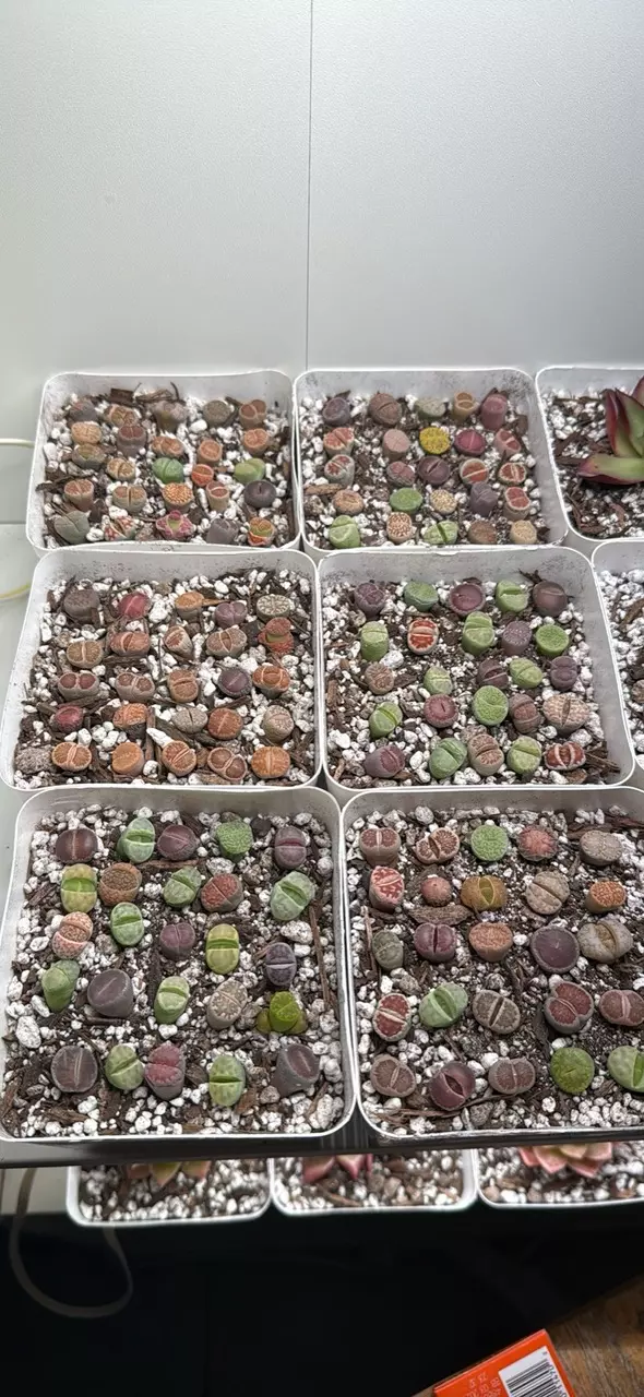 Fresh Imported Lithops – 25ct Mixed Living Stones | Collector Lot thumbnail