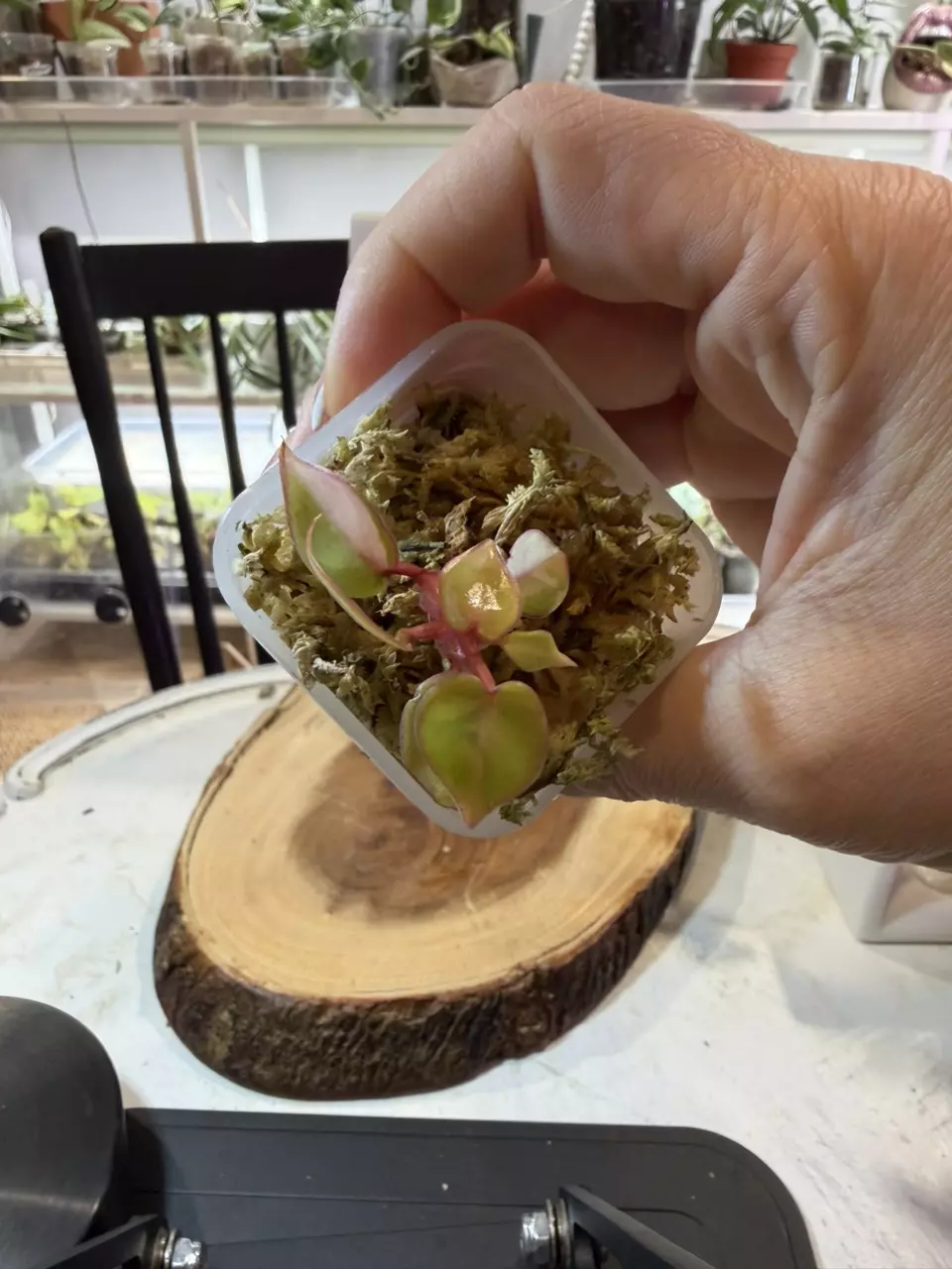 plant/Variegated Billie-0