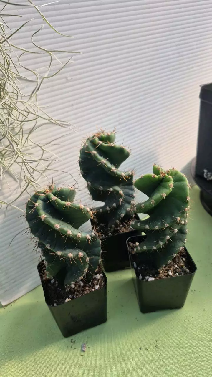 C11 Cereus forbesii spiralis 4-5" tall thumbnail
