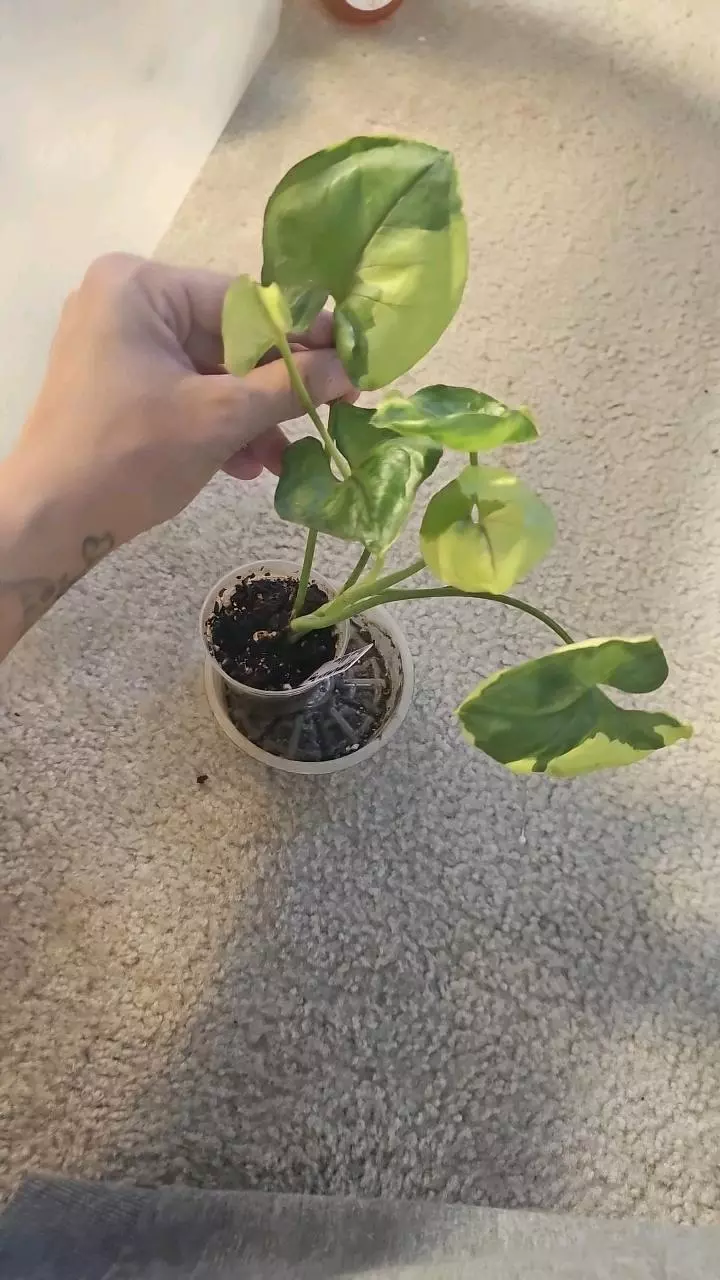 Syngonium Mango Allusion Variegated thumbnail