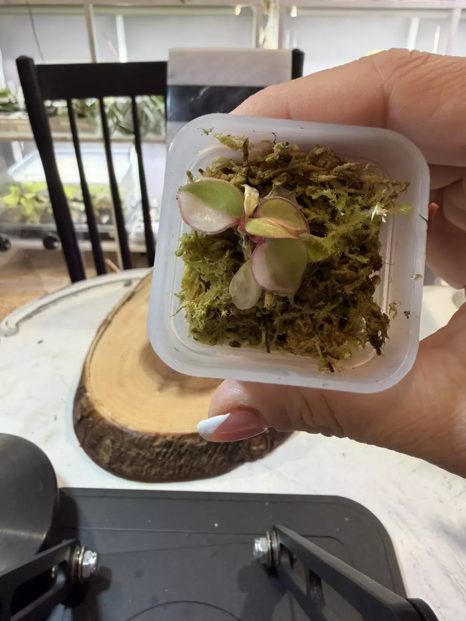 plant/Variegated Billie 180-0